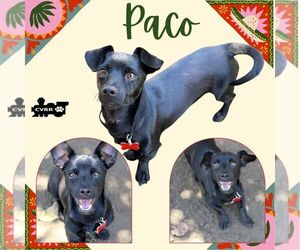 Chiweenie Dogs for adoption in Lindsay, CA, USA