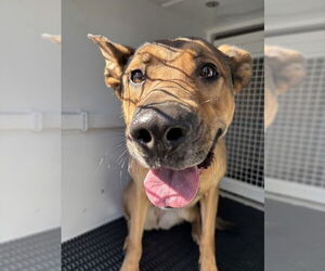 German Shepherd Dog-Unknown Mix Dogs for adoption in San Bernardino, CA, USA