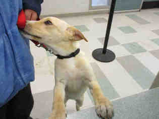 Medium Photo #1 Labrador Retriever-Unknown Mix Puppy For Sale in Oklahoma City, OK, USA