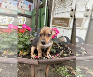 Dachshund Dogs for adoption in Sioux Falls, SD, USA
