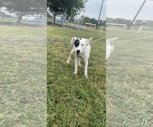 Mutt Dogs for adoption in Pryor, OK, USA