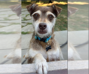 Chihuahua-Unknown Mix Dogs for adoption in Cranston, RI, USA