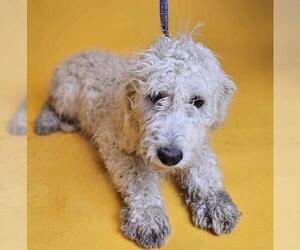 Labradoodle Dogs for adoption in Rockwall, TX, USA
