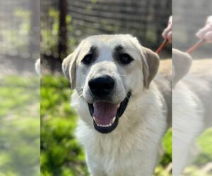 Labrador Retriever Dogs for adoption in Spring, TX, USA