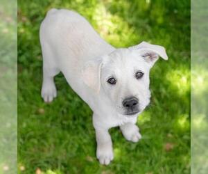 Labrador Retriever-Unknown Mix Dogs for adoption in San Diego, CA, USA