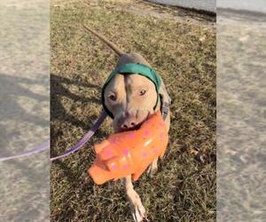 Medium Photo #1 American Pit Bull Terrier Puppy For Sale in Derwood, MD, USA