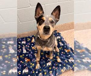 Mutt Dogs for adoption in Brighton, CO, USA