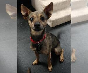 Chipin Dogs for adoption in Tacoma, WA, USA