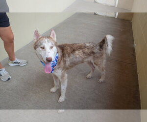 Siberian Husky-Unknown Mix Dogs for adoption in McKinney, TX, USA