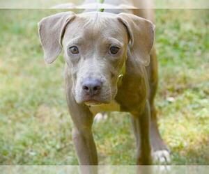 Unknown-Vizsla Mix Dogs for adoption in Tallahassee, FL, USA