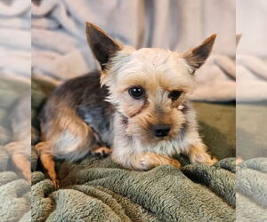 Mutt Dogs for adoption in Bon Carbo, CO, USA