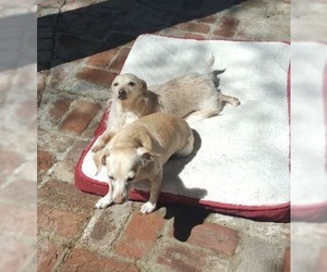 Dachshund Dogs for adoption in Santa Clarita, CA, USA