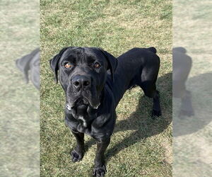 Mutt Dogs for adoption in Lee's Summit, MO, USA