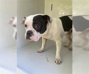 Bulldog Dogs for adoption in Houston, TX, USA