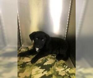 Labrador Retriever Dogs for adoption in Claremore, OK, USA