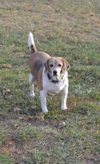 Beagle Dogs for adoption in Fond du Lac, WI, USA