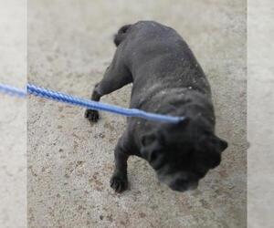 Pug Dogs for adoption in Bonifay, MO, USA
