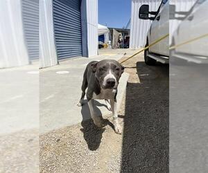 American Staffordshire Terrier Dogs for adoption in Bakersfield, CA, USA