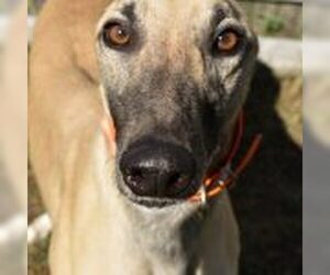 Greyhound Dogs for adoption in Grandville, MI, USA
