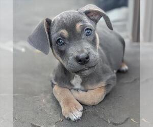 Chihuahua-Unknown Mix Dogs for adoption in San Diego, CA, USA