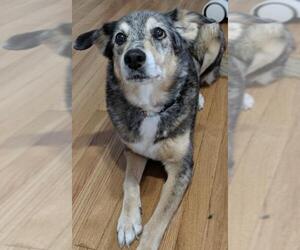 Sheprador Dogs for adoption in O Fallon, MO, USA