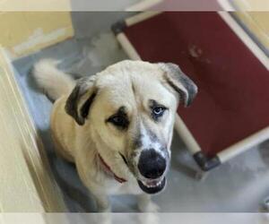 Anatolian Shepherd Dogs for adoption in Tulsa, OK, USA