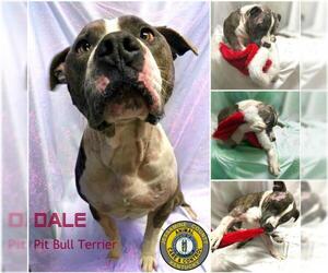 American Pit Bull Terrier Dogs for adoption in Nicholasville, KY, USA