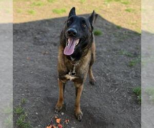 Mutt Dogs for adoption in Modesto, CA, USA