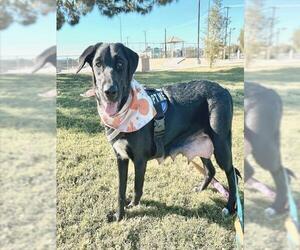 Labrador Retriever-Unknown Mix Dogs for adoption in Las Vegas, NV, USA