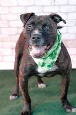 American Pit Bull Terrier-Staffordshire Bull Terrier Mix Dogs for adoption in Staunton, VA, USA