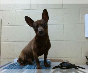 Chihuahua Dogs for adoption in Downey, CA, USA