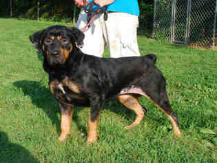 Medium Photo #1 Rottweiler Puppy For Sale in Louisville, KY, USA