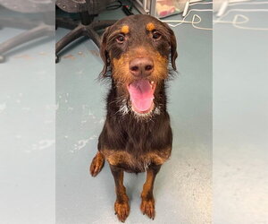 Doodleman Pinscher Dogs for adoption in London, Ontario, Canada