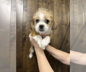 Shih Tzu-Unknown Mix Dogs for adoption in Chico, CA, USA
