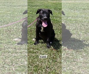Boxador Dogs for adoption in Corinth, MS, USA