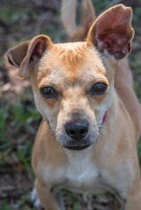 Chi-Corgi Dogs for adoption in Miami, FL, USA