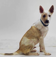 Mutt Dogs for adoption in Fort Wayne, IN, USA