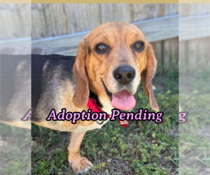 Beagle Dogs for adoption in Dunnellon, FL, USA