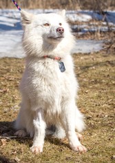 Samoyed Dogs for adoption in Pequot Lakes, MN, USA