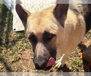German Shepherd Dog Dogs for adoption in Tulsa, OK, USA