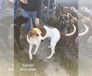 American Foxhound Dogs for adoption in Northville, MI, USA