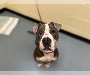 American Staffordshire Terrier Dogs for adoption in Denver, CO, USA