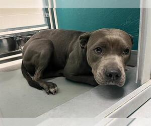 Staffordshire Bull Terrier-Unknown Mix Dogs for adoption in Oklahoma City, OK, USA