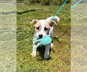 Siberian Husky-Unknown Mix Dogs for adoption in Muskegon, MI, USA
