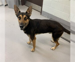 Medium Photo #1 German Shepherd Dog-Unknown Mix Puppy For Sale in Corpus Christi, TX, USA