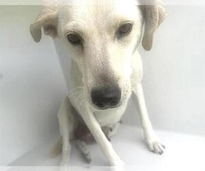 Labrador Retriever Dogs for adoption in Houston, TX, USA
