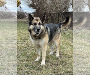 German Shepherd Dog Dogs for adoption in Flora, IL, USA