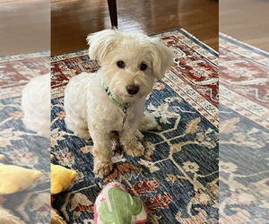 Maltese-Unknown Mix Dogs for adoption in Plymouth, MN, USA