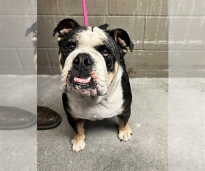 Bulldog Dogs for adoption in Downey, CA, USA