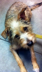 Border Terrier-Unknown Mix Dogs for adoption in Tampa, FL, USA